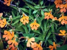 Orchid�e Habenaria orang�e, Habenaria aux l�vres rouges, Habenaria rhodocheila