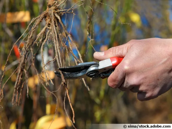 L'habillage des tiges et des racines avant la plantation