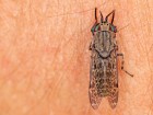 Taon des pluies : ce qu'il faut vraiment savoir sur cet insecte de l'�t�