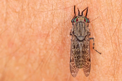 Taon des pluies : ce qu'il faut vraiment savoir sur cet insecte de l'�t�