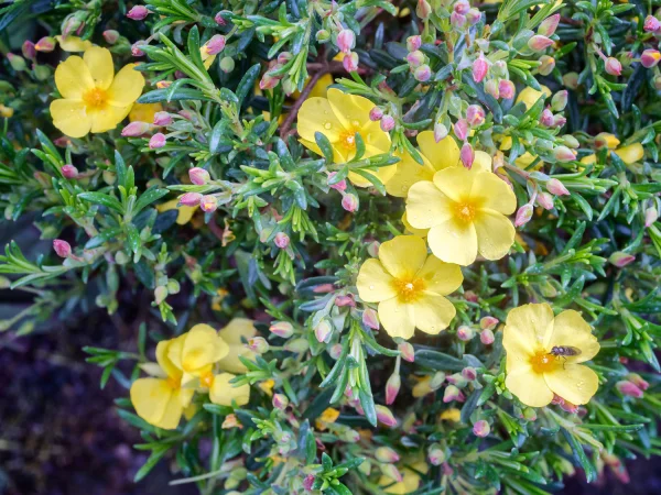 Halimium à feuilles de ciste, Faux-ciste jaune, Halimium libanotis