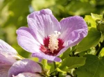 Hibiscus sinosyriacus 'Lilac Queen'