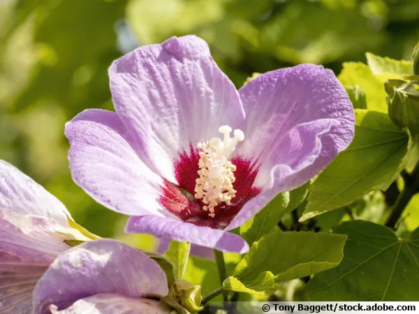 Hibiscus sinosyriacus 'Lilac Queen'