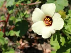 Hibiscus d'Afrique, Ketmie d'Afrique, Fleur d'une heure, Hibiscus trionum