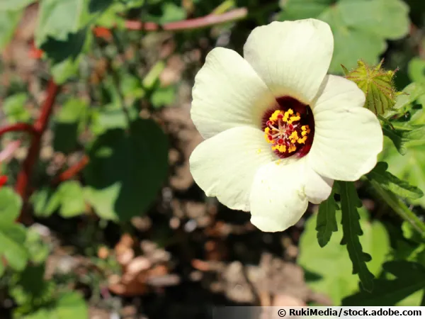 Hibiscus d'Afrique, Ketmie d'Afrique, Fleur d'une heure, Hibiscus trionum