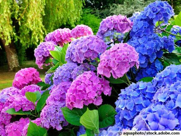 Hortensia au jardin