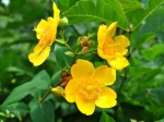 Hypericum Hidcote, Millepertuis arbustif, Millepertuis dor�, Hypericum patulum 'Hidcote'