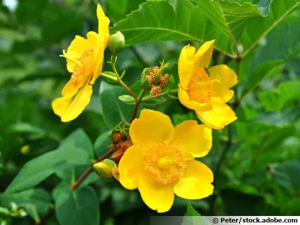 Hypericum Hidcote, Millepertuis arbustif, Millepertuis doré, Hypericum patulum 'Hidcote'