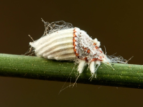 La cochenille australienne (Icerya purchasi), un insecte spécialisé dans les agrumes