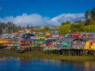 La sphaigne de Chiloe