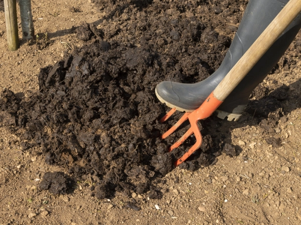 Incorporation de fumier  la terre d'un potager