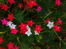 Ipome quamoclite, Ipome  feuille de cyprs, Ipome rouge, Ipomoea quamoclit