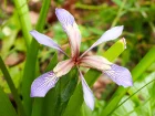 Iris gigot, Iris ftide, Iris foetidissima
