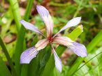 Iris gigot, Iris fétide, Iris foetidissima