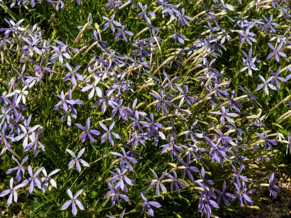 Laurentia, Isotoma axillaris