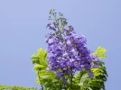 Flamboyant bleu, Jacaranda bleu, Jacaranda mimosifolia