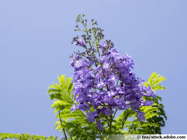 Flamboyant bleu, Jacaranda bleu, Jacaranda mimosifolia