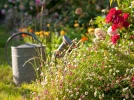 Un jardin �conomique