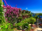Plantes mditerranennes, 15 arbustes  fleurs