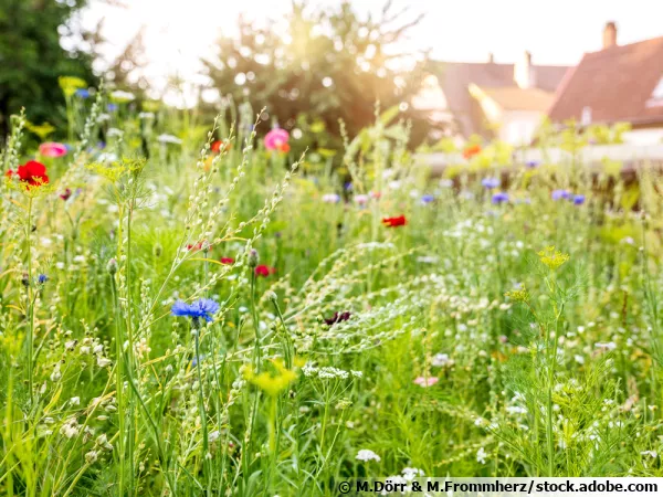 Des fleurs toute la saison pour les auxiliaires du jardinier