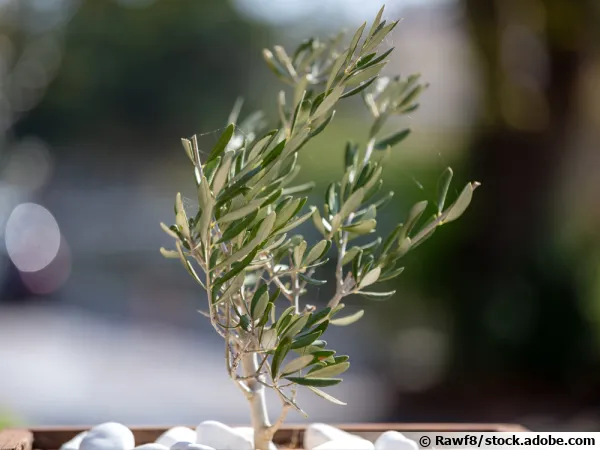 Jeune plante d'olivier en pot