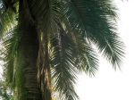 Cocotier du Chili, Jubaea chilensis