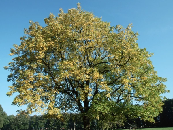Le noyer noir (Juglans nigra) est un puissant inhibiteur de croissance
