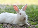 Mon lapin mord et tape des pattes