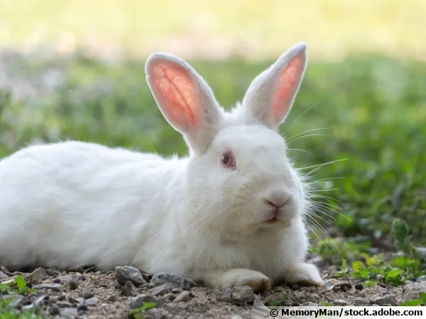 Mon lapin mord et tape des pattes