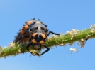 La larve de coccinelle, une dvoreuse de pucerons