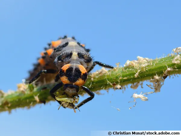 La larve de coccinelle une d voreuse de pucerons