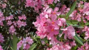 Laurier rose (Nerium oleander) : l'�clat de la M�diterran�e au jardin