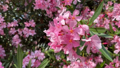 Laurier rose (Nerium oleander) : l'�clat de la M�diterran�e au jardin