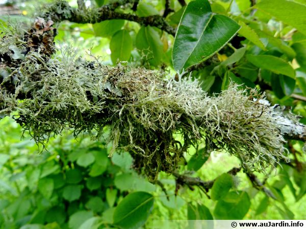 Faut-il laisser les lichens sur les arbres ?