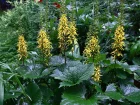 Ligulaire de Chine, Ligularia przewalskii