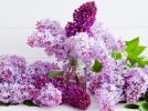 Questions frquentes sur le lilas