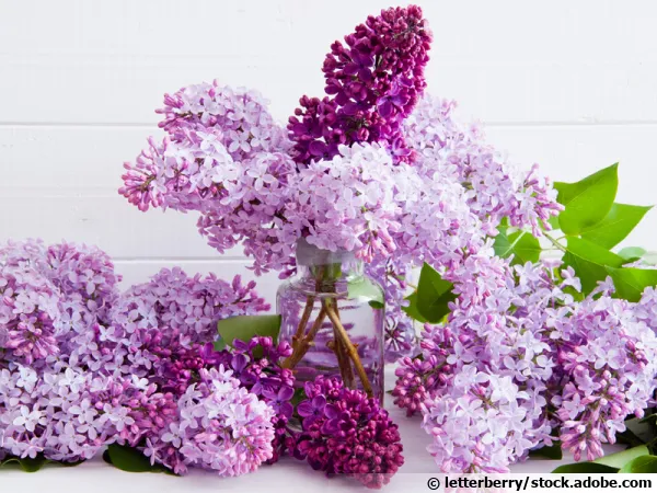 Questions fréquentes sur le lilas