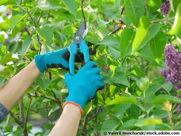Un sécateur propre est nécessaire à la taille du lilas