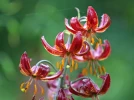 Les lis martagons, remarquables plantes � bulbes fiables et durables