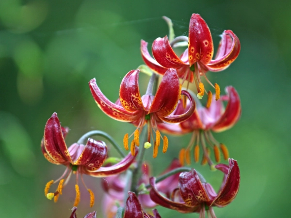 Les lis martagons, remarquables plantes  bulbes fiables et durables