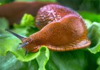 La limace, un flau discret du jardin