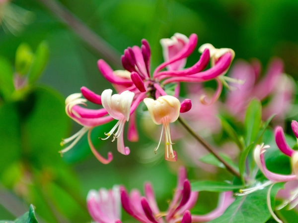 Le chèvrefeuille du Japon, Lonicera japonica