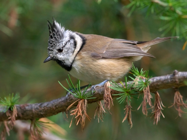La mésange huppée, un petit oiseau au charme fou