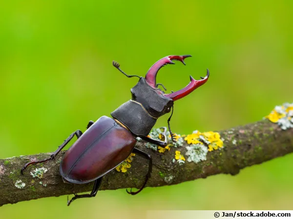 Le Lucane cerf-volant (Lucanus cervus) est encore courant dans les jardins