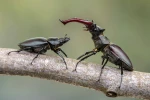 Le lucane cerf-volant (Lucanus cervus) : identification, habitat et cycle biologique