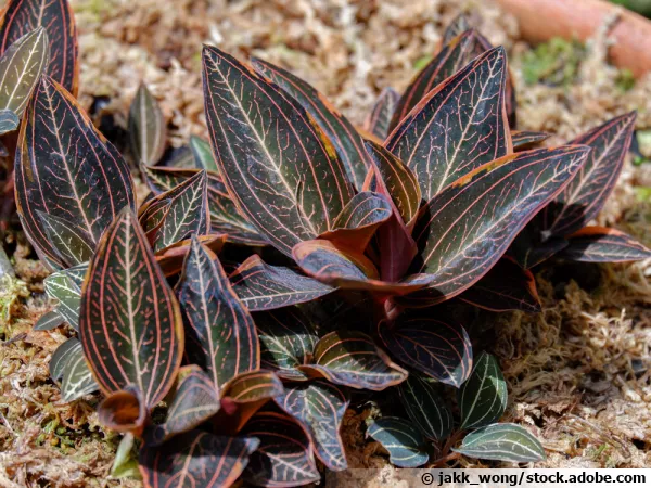 Ludisia discolor, une orchidée bijou parmi les plus courantes