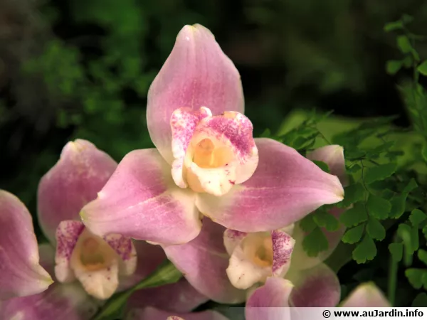 Lycaste, une orchidées aux très belles fleurs