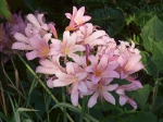 Lycoris squamig�re, Lis de la r�surrection, Lis surprise, Lycoris squamigera