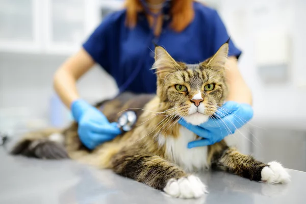 V&eacute;t&eacute;rinaire prenant soin d'un Maine Coon