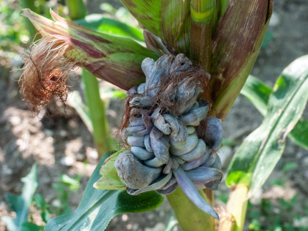 Le huitlacoche, le charbon du maïs sur pied